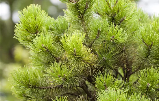 Pinus mugo Pinus mugo