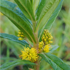 Lysimachia thyrsiflora Lysimachia thyrsiflora