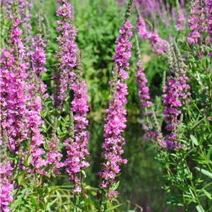 Lythrum salicaria 'Robert' Lythrum salicaria 'Robert'