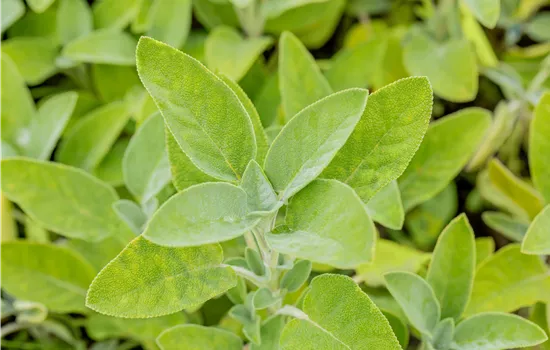 Salvia officinalis 'Berggarten'