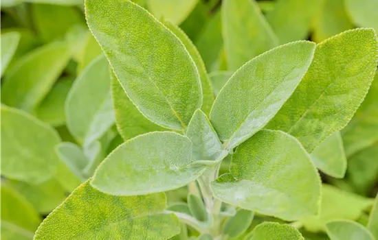 Salvia officinalis 'Berggarten'