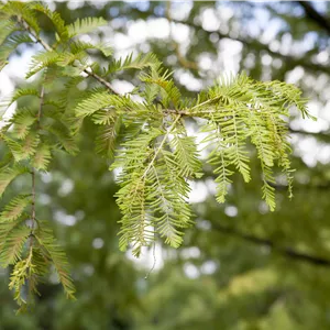 Metasequoia glyptostroboides Metasequoia glyptostroboides