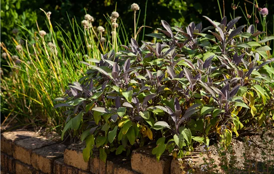 Salvia officinalis 'Purpurascens' Salvia officinalis 'Purpurascens'