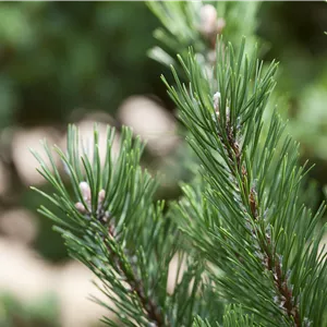 Pinus mugo 'Gnom' Pinus mugo 'Gnom'
