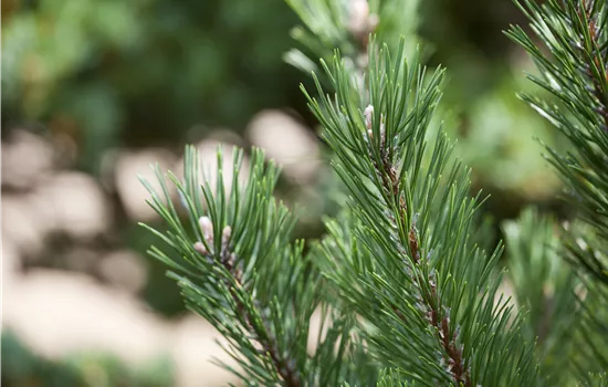 Pinus mugo 'Gnom' Pinus mugo 'Gnom'