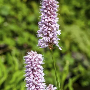 Persicaria amphibia Persicaria amphibia