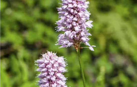 Persicaria amphibia