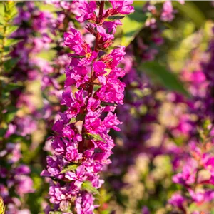 Lythrum salicaria 'Feuerkerze' Lythrum salicaria 'Feuerkerze'