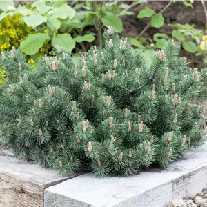 Pinus mugo 'Humpy' Pinus mugo 'Humpy'