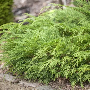 Microbiota decussata Microbiota decussata