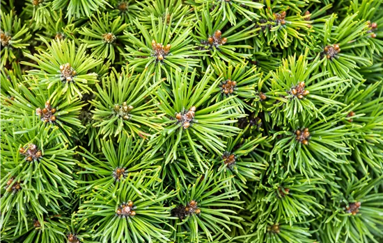 Pinus mugo 'Mini Mops'