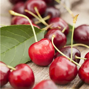 Prunus cer.'Karneol' CAC