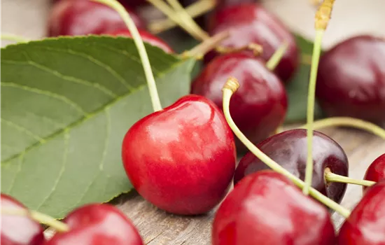 Prunus cer.'Karneol' CAC Prunus cer.'Karneol' CAC