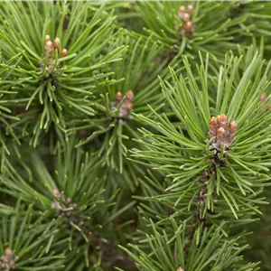 Pinus mugo 'Mops' Pinus mugo 'Mops'