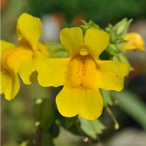 Mimulus luteus Mimulus luteus