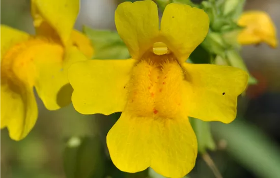 Mimulus luteus Mimulus luteus