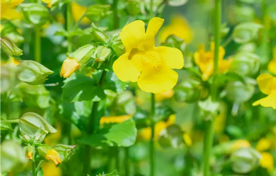 Mimulus luteus