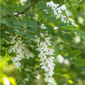 Robinia pseudoacacia Robinia pseudoacacia