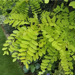 Robinia pseudoacacia