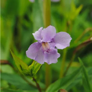 Mimulus ringens Mimulus ringens