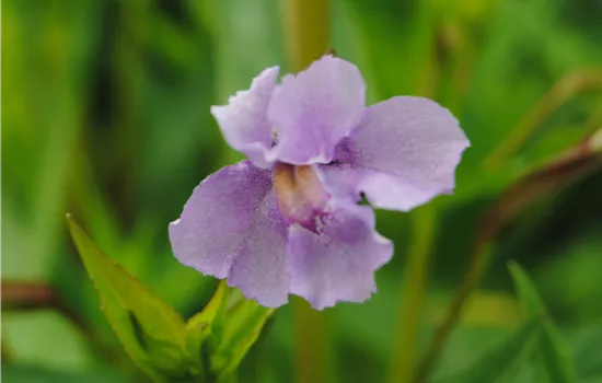 Mimulus ringens