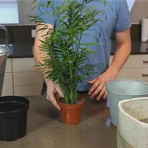 Chinesische Bergpalme - Einpflanzen in ein Gefäß