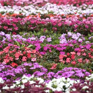 Begonien – tropische Blütenpracht in Haus und Garten Begonien – tropische Blütenpracht in Haus und Garten