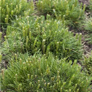 Pinus mugo mughus Pinus mugo mughus