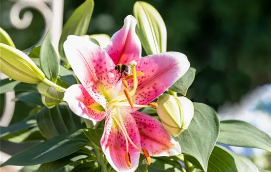 A few things to keep in mind when planting summer bulbs!