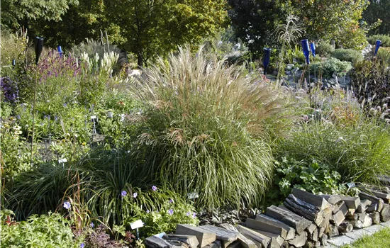 Miscanthus sinensis 'Adagio'