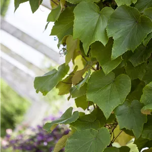 Vitis coignetiae Vitis coignetiae