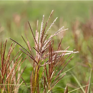 Miscanthus sinensis 'Ferner Osten'