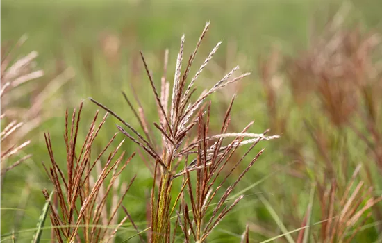 Miscanthus sinensis 'Ferner Osten'