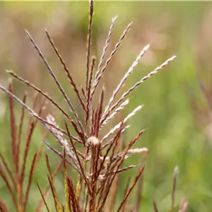 Miscanthus sinensis 'Ferner Osten' Miscanthus sinensis 'Ferner Osten'
