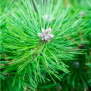 Pinus nigra 'Nana' Pinus nigra 'Nana'