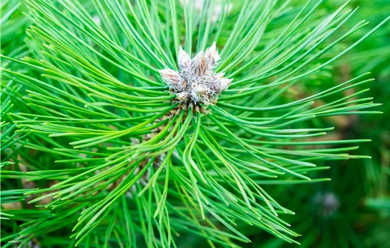 Pinus nigra 'Nana' Pinus nigra 'Nana'