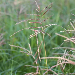 Miscanthus sinensis 'Flamingo' Miscanthus sinensis 'Flamingo'