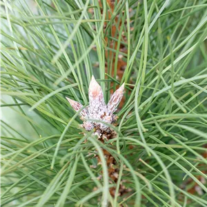 Pinus nigra 'Pyramidalis' Pinus nigra 'Pyramidalis'