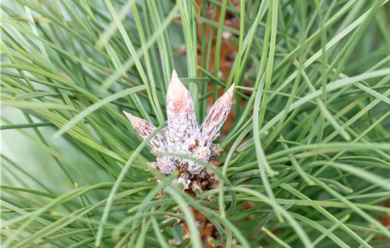 Pinus nigra 'Pyramidalis' Pinus nigra 'Pyramidalis'