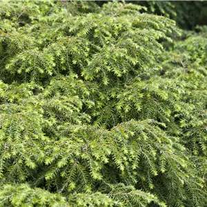 Tsuga canadensis 'Nana' Tsuga canadensis 'Nana'