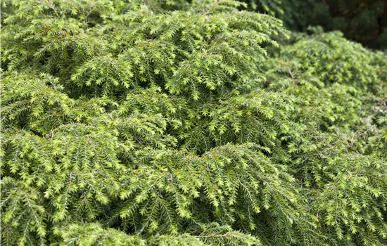Tsuga canadensis 'Nana' Tsuga canadensis 'Nana'