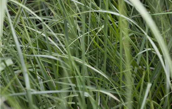 Miscanthus sinensis 'Graziella' Miscanthus sinensis 'Graziella'