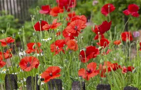 The Poppy – From the Field to the Garden The Poppy – From the Field to the Garden