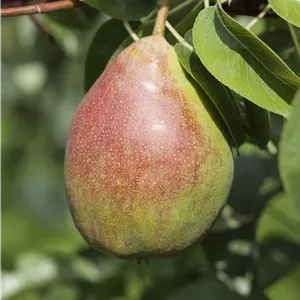 Pyrus com. 'Clapps Liebling' CAC