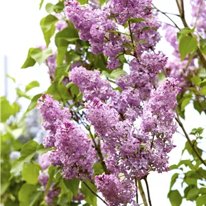 Syringa chinensis Syringa chinensis
