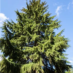 Tsuga heterophylla Tsuga heterophylla