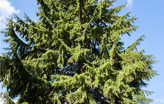 Tsuga heterophylla Tsuga heterophylla