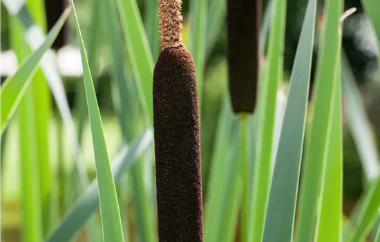 Typha angustifolia Typha angustifolia