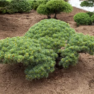 Pinus parviflora 'Glauca'