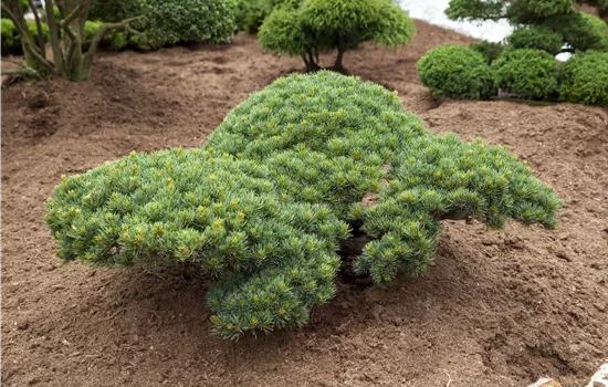 Pinus parviflora 'Glauca'